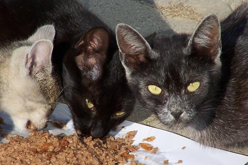 1 picture of cats eating cat food