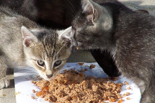 2 picture of cats eating cat food