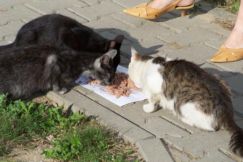 4 picture of cats eating cat food